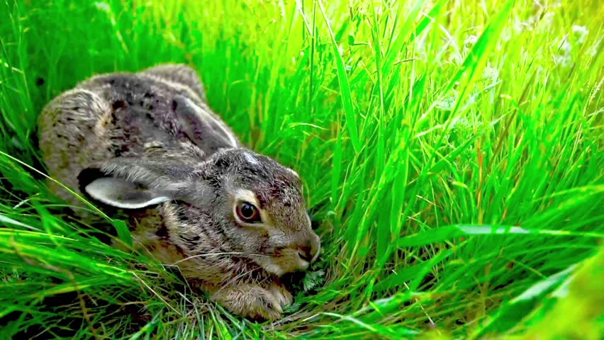 Header of leveret