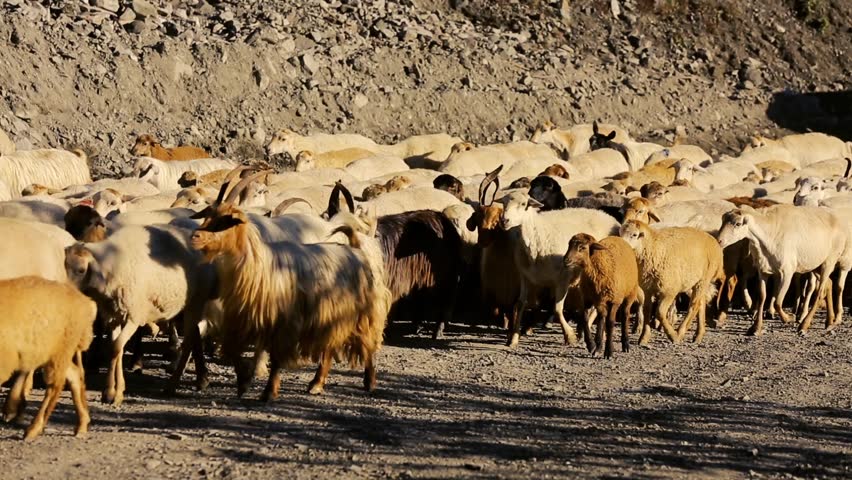 running sheep with cattle running sheep with cattle
