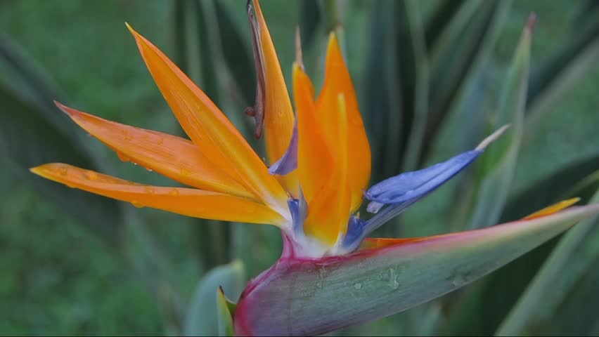 Nature,flower,strelitzia, Stock Footage Video 2781721 | Shutterstock