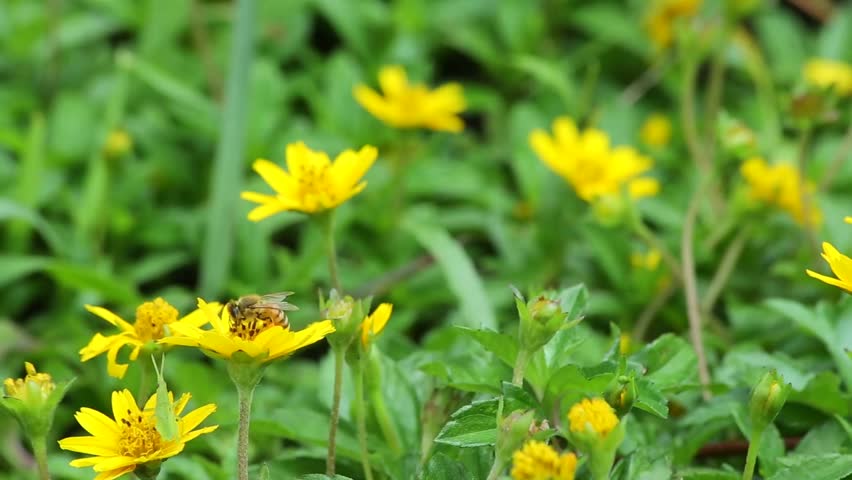 Wedelia Trilobata, Yellow Ox-Eye Daisy, Small Yellow ...