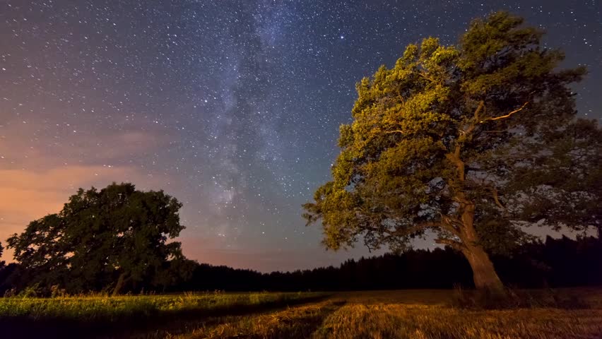 Billedresultat for night oak tree