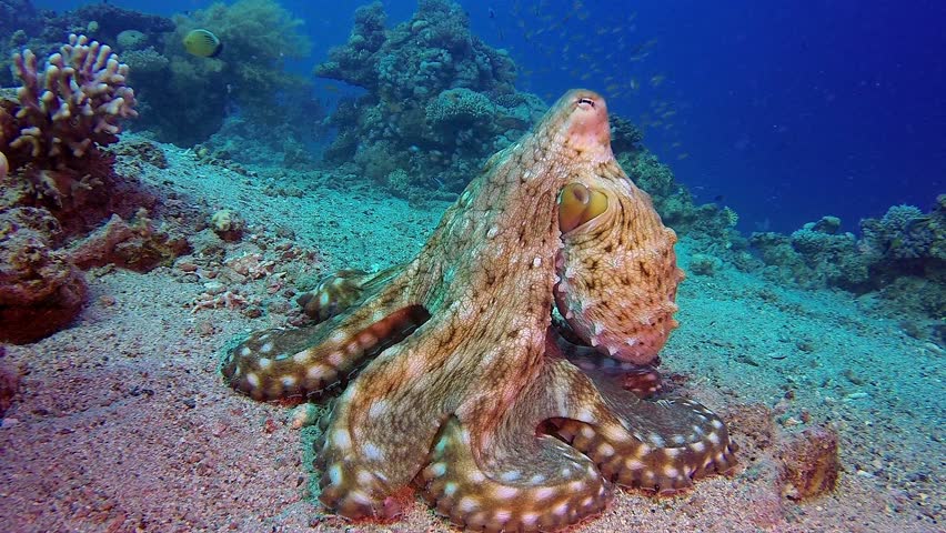 Red Sea Octopus. Picture Of Colorful Big Red Octopus (Octopus Cyanea ...