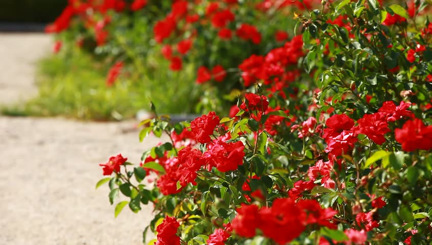 Red Rose On The Branch In The Garden