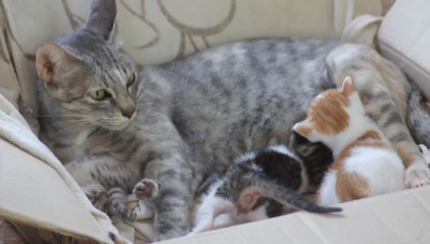 Женщины вскармливают животных. She her cats to feed. Мама кошка и котенок. She her cats to feed. She her cats to feed.