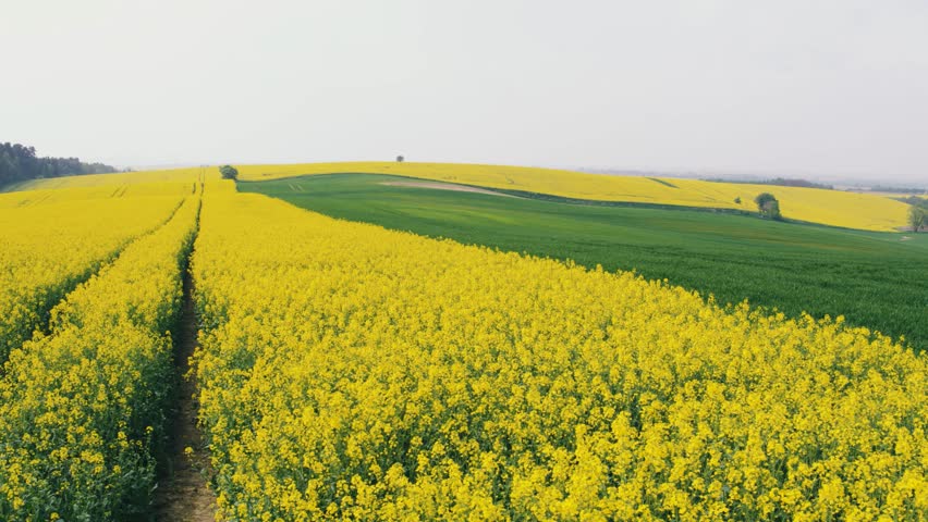 Header of colza