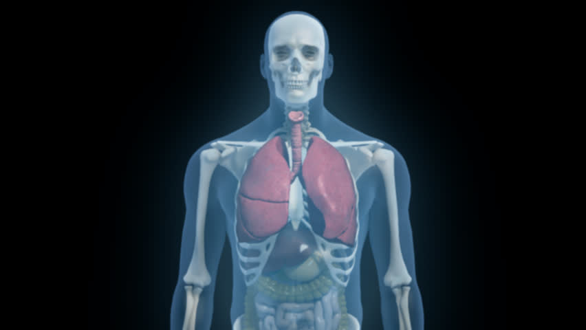 Rotating 3D blue glow male model upper torso transition to lungs internal organs and skeleton