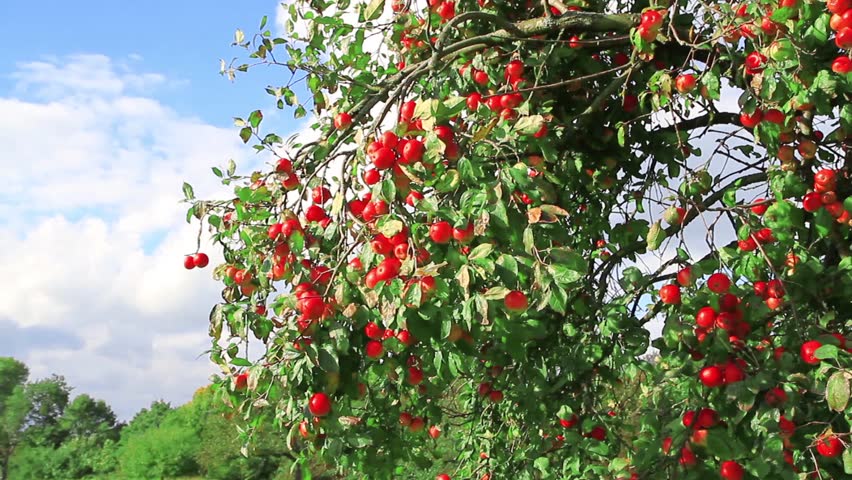 Apple Tree With Ripe Apples Apple Tree With Ripe Apples Stock Footage 2853772