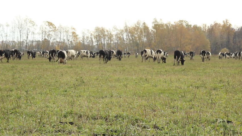 How To Become A Licensed Pastor In Pasture