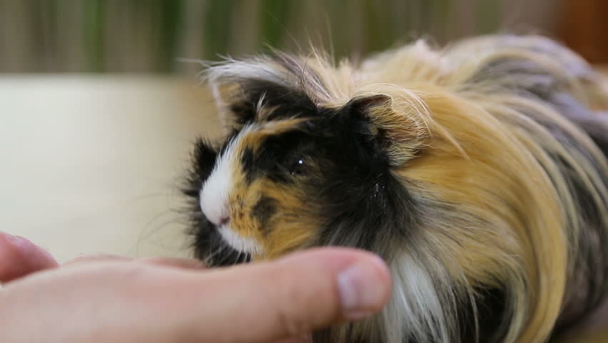 Red Long Hair Guinea Pig Stock Footage Video 100 Royalty Free