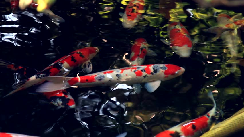 Header of varicolored