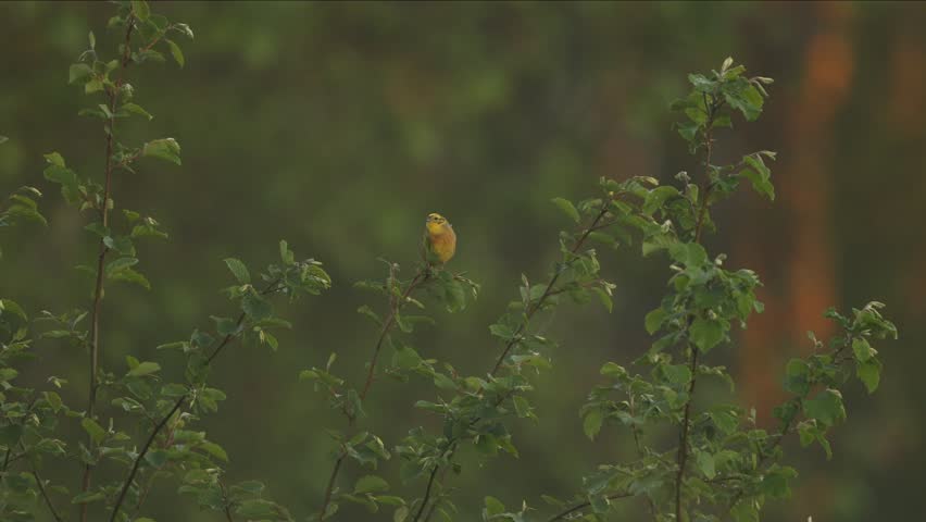 Header of yellowhammer