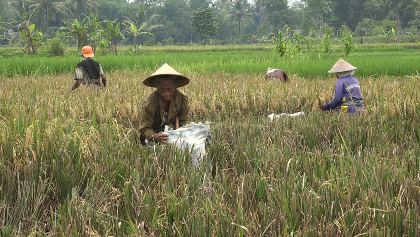 Stock Video Clip of YOGYAKARTA, INDONESIA - APRIL 2017: Rice harvest ...