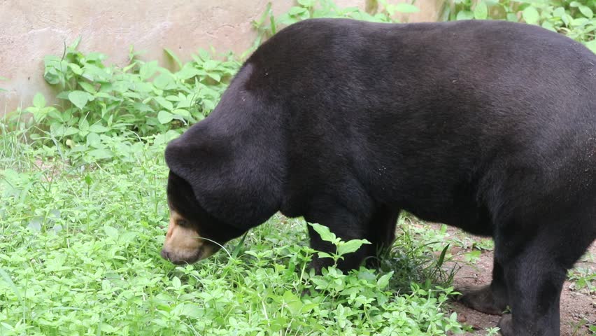 Malayan Sun Bear image - Free stock photo - Public Domain photo - CC0 ...