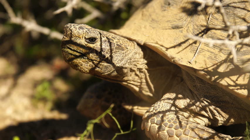 Desert Tortoise - Gopherus agassizii image - Free stock photo - Public ...