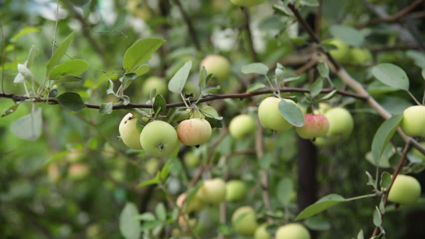 Citrus Maxima (or Citrus Grandis), (Common Names: Pomelo, Pomello ...