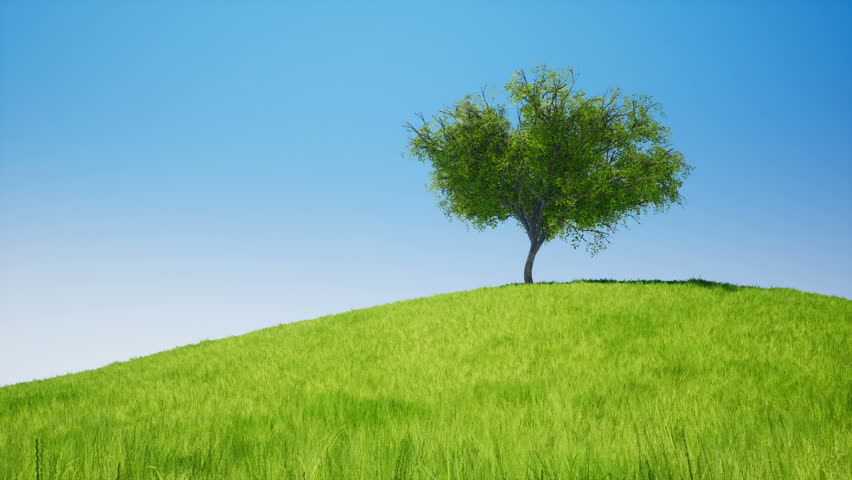 Tree On Field Green Grass. Stock Footage Video (100% Royalty-free ...