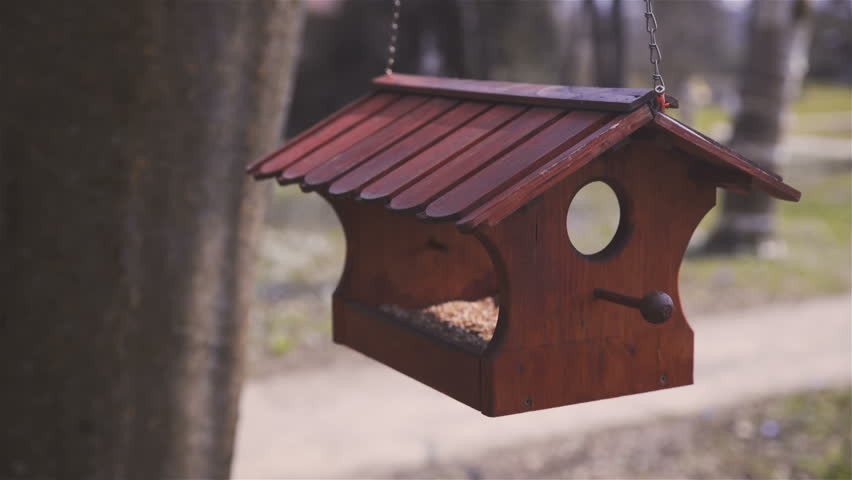 Lonesome Bird Feeder With No Stockvideos Filmmaterial 100