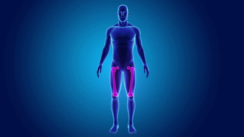 Header of femur