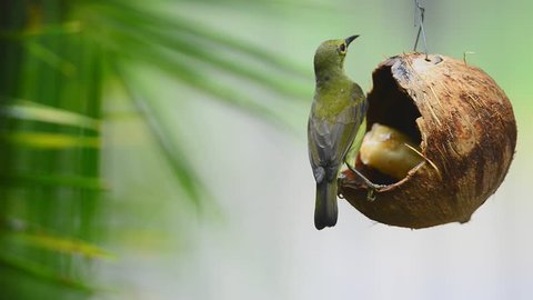 Coconut Shell Feeder Stock Video Footage 4k And Hd Video Clips