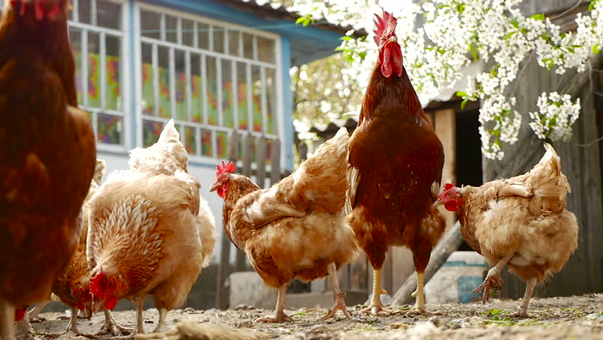 Header of peck