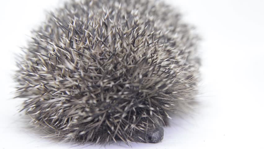 Header of prickly