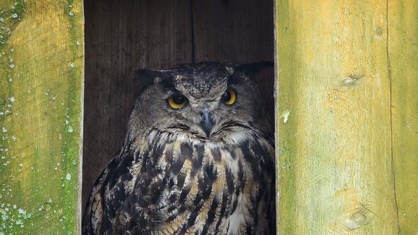 Header of bubo