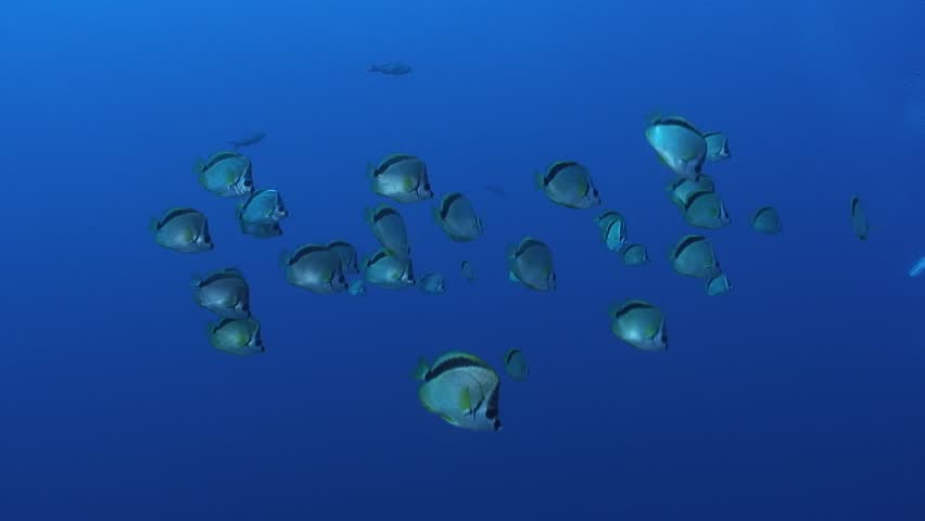 Header of Barberfish