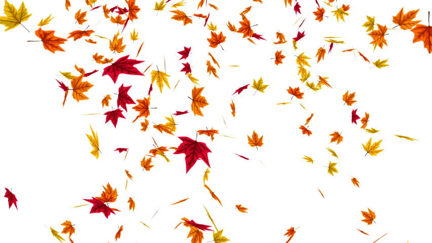 Windy Falling Autumn Leaves On White, Animation Footage Stock Footage