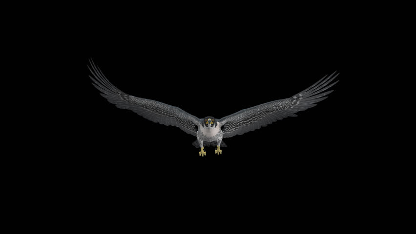 Peregrine Falcon Ii Stock Footage Video 100 Royalty Free 32092573 Shutterstock