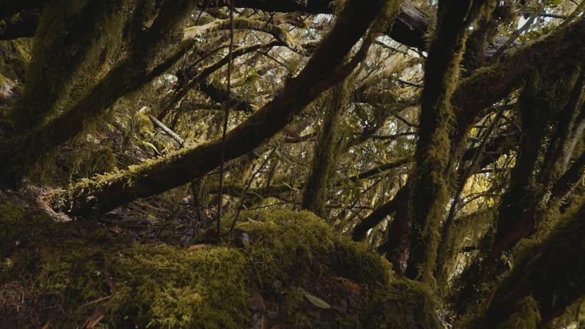 Header of mossy
