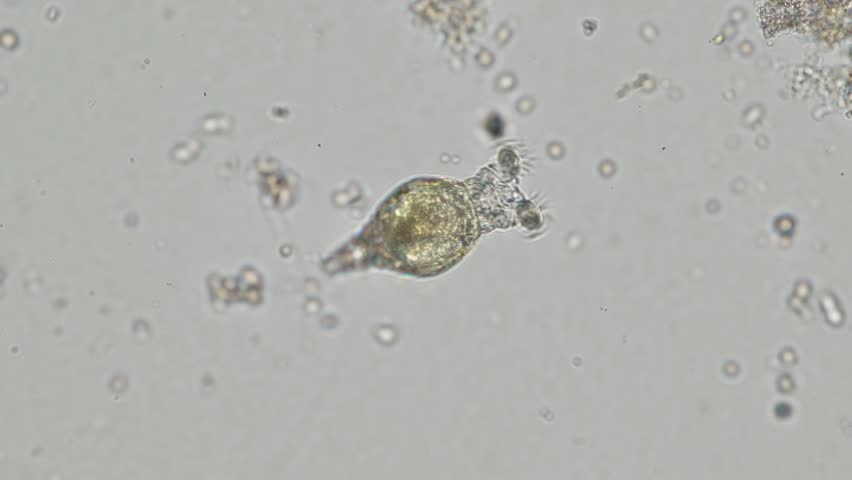 Header of phylum rotifera