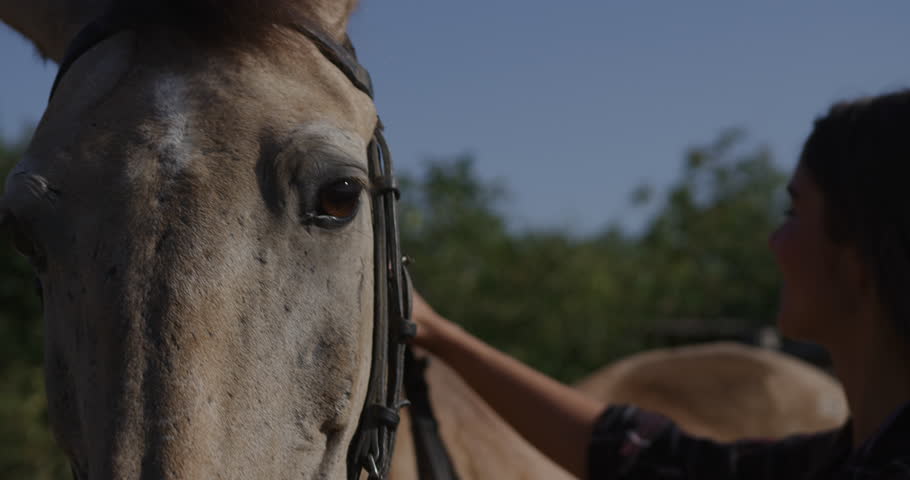 Header of broodmare