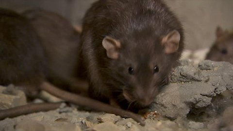 Black Rats Sitting In The Cave Between The Fragments Of The Bricks And A Peaces Of Metal Wire