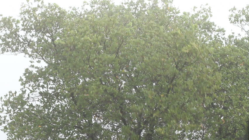 Header of toyon