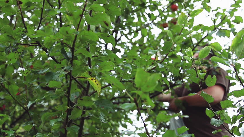 Hd00 18a Young Man Picking Apples From A Backyard Apple Tree On