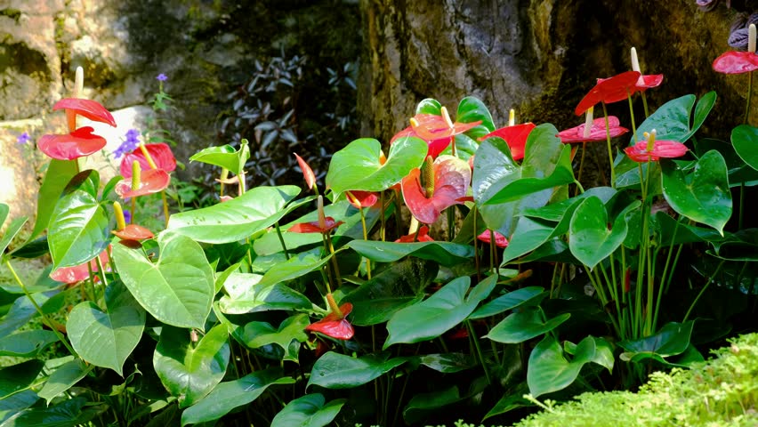 Red Flamingo Flowers anthurium Andraeanum  Stock Footage 