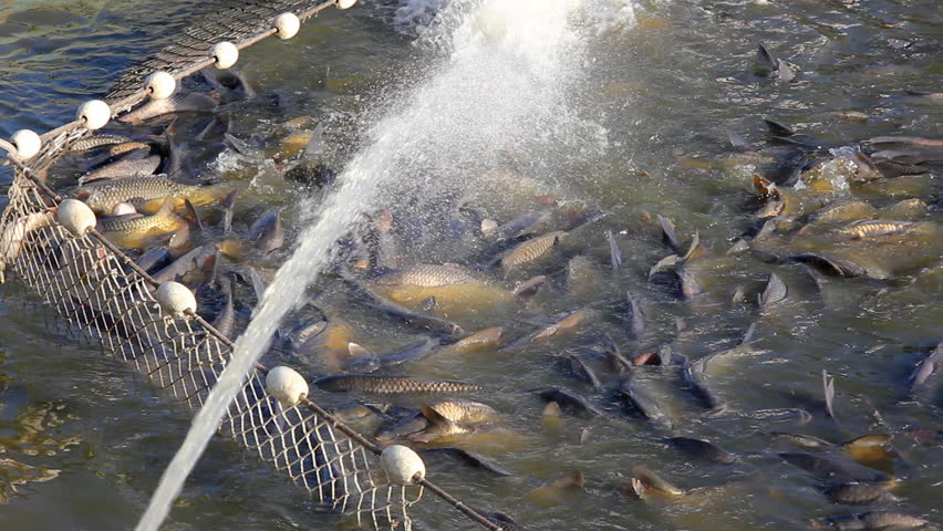 Stock video of freshwater fish in a pond. fish | 3237973 | Shutterstock