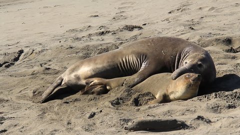 Seal Beach Real Sex - A mating pair of elephant seals on a california beach.
