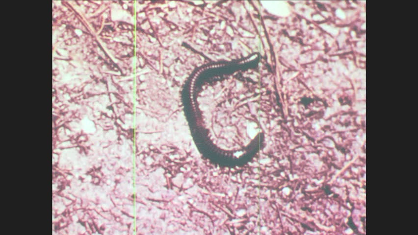 Header of chilopod