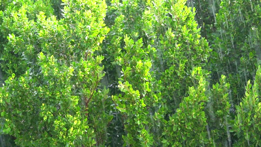 Header of torrential