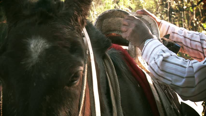 Header of Saddle