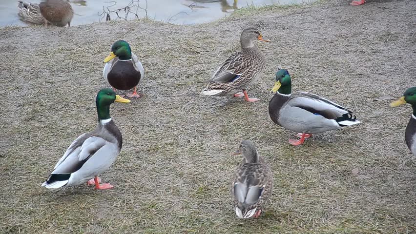 Header of ducks and drakes