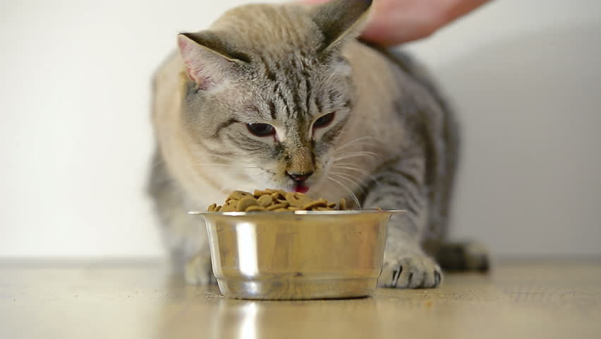 Cat Eating Cat food image - Free stock photo - Public Domain photo ...