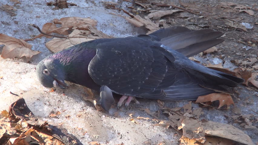 Dead Pigeon On The Ground Stock Footage Video 17718976 | Shutterstock