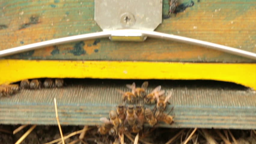 Header of apiculture