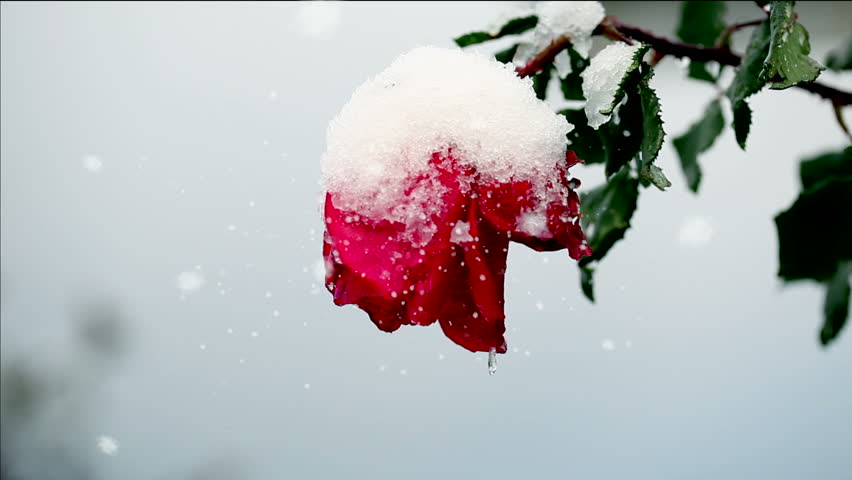 Rose Stock Footage Video | Shutterstock