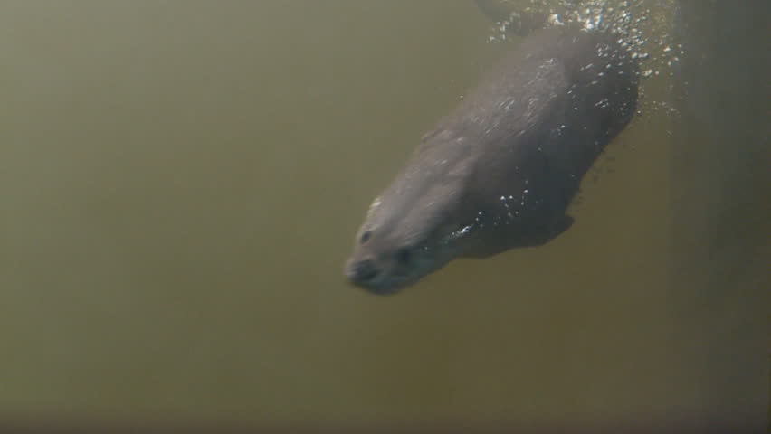 Header of Otter