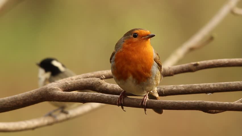 Robin on the grass image - Free stock photo - Public Domain photo - CC0 ...