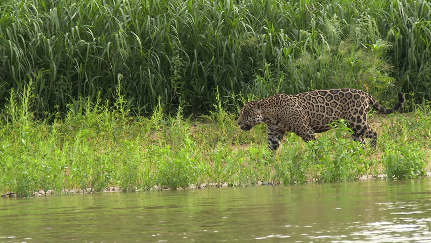 Jaguar (panthera Onca) Swimming, Hunting Stock Footage Video (100% ...