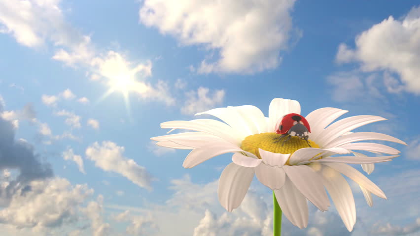 Animation Beautiful Flower Background
